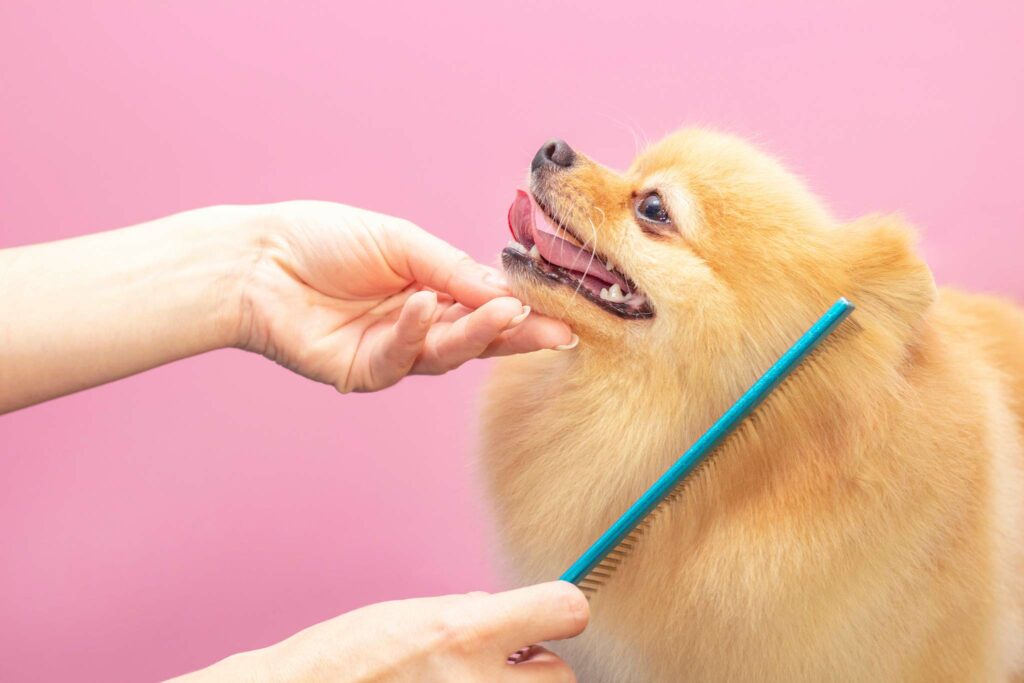 grooming your dog