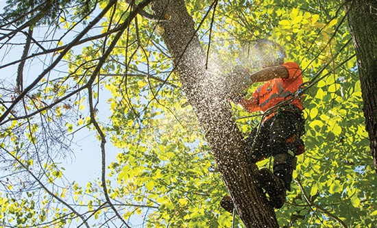 Tree Removal