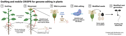 Biotechnology Breakthroughs: CRISPR and Gene Editing