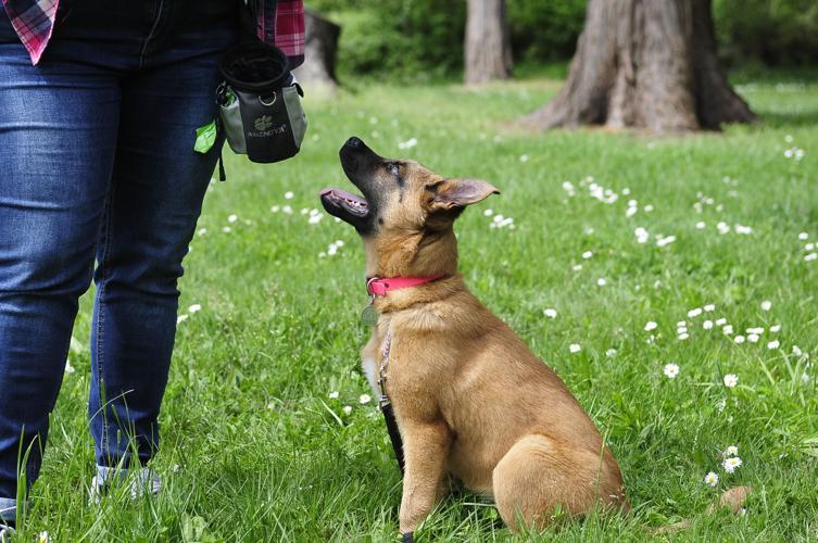 dog training video