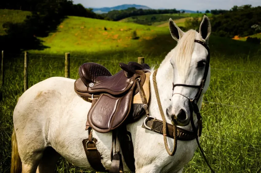 English saddle